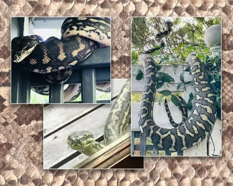 Embracing my Snakes in My Ceiling: A Transformation from Dread to Admiration